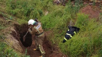 В Кривом Роге тринадцать спасателей вытащили из ямы корову весом 400 килограммов