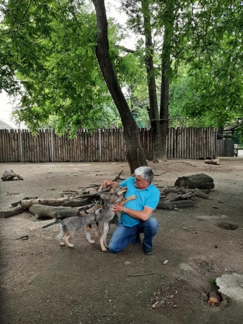 Директор Одесского зоопарка показал повзрослевших волчат, от которых отказалась мама