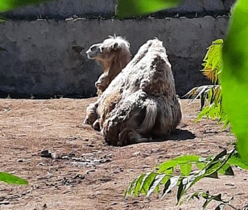 Директор Одесского зоопарка успокоил переживающих за судьбу «измученного» верблюда
