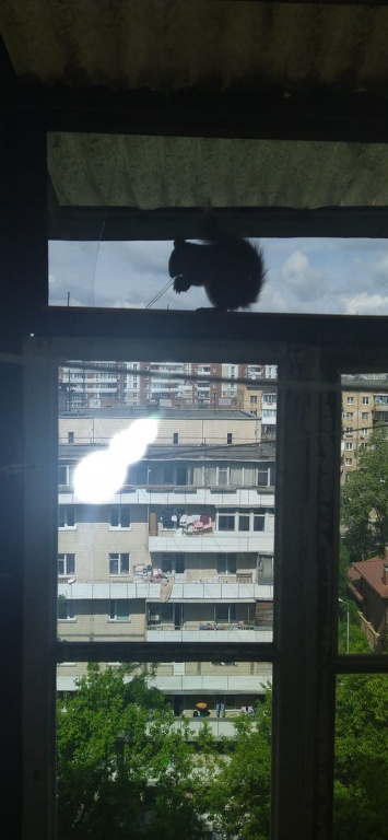 "Крепкий орешек": в Киеве "белка-альпинист" по стене забралась на шестой этаж