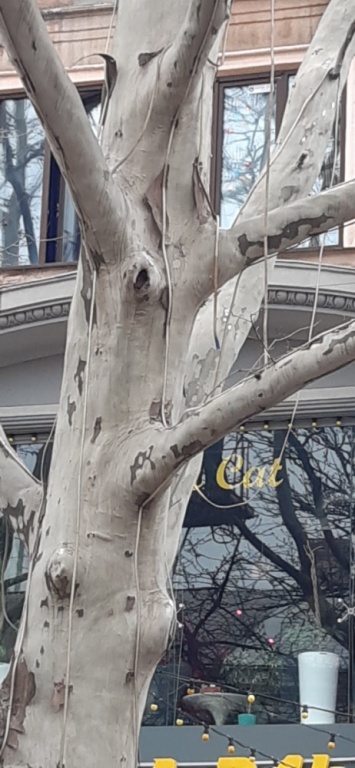 Большой ремонт Екатерининской: одесситов просят поубирать всю рекламу с деревьев