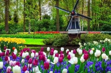 Тревел-блогер Сподин Игорь рекомендует: цветочный парк Кекенхоф в Голландии - красота, перед которой не устоять