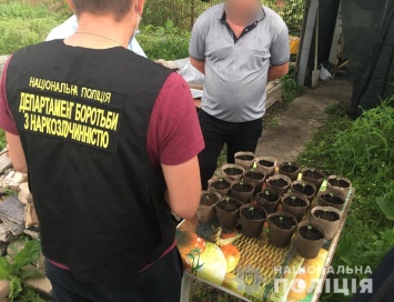 В Запорожской области хозяева перед домами устроили наркоплантации - фото