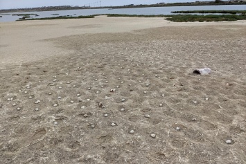В Калифорнии морские птицы испугались дрона и бросили две тысячи яиц. Не родится целое поколение птенцов