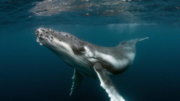 В США ныряльщик за омарами выжил после того, как его проглотил кит