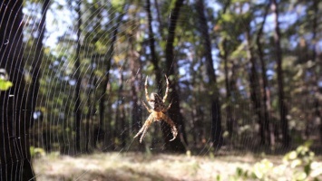 На Днепропетровщине появилось много ядовитых пауков