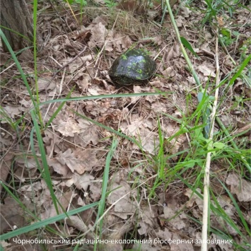 В Чернобыльском заповеднике показали фото единственной пресноводной черепахи, живущей в зоне отчуждения