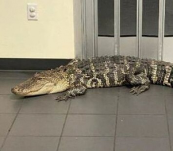 Во Флориде клиент пришел на почту передать посылку и встретил в вестибюле аллигатора