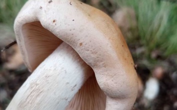В Лохвице пенсионер отравился грибами
