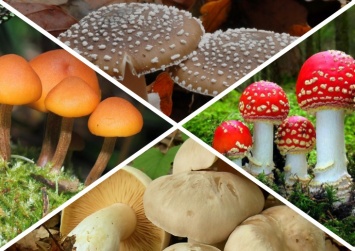 Топ-10 ядовитых грибов: виды, описание и фото