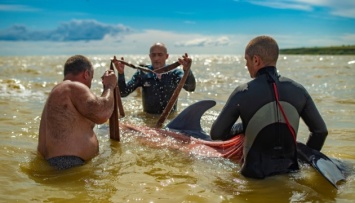 На Херсонщине спасли дельфина, которого шторм прибил к берегу