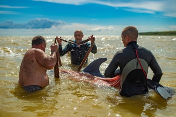 На лимане под Станиславом спасли дельфина