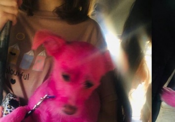 Бедненький: в Днепре заметили розового пса (фото)