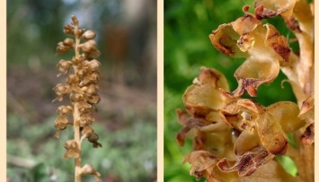 На Житомирщине расцвела краснокнижная лесная орхидея