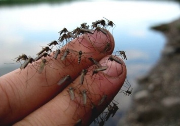 В Бердянске нашествие комаров: как не стать жертвой гнуса