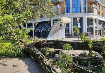 Берегись: в Полтаве начался "деревопад"