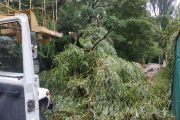 Упавшие деревья, подтопленные участки: в Симферополе устраняют последствия непогоды, - ФОТО