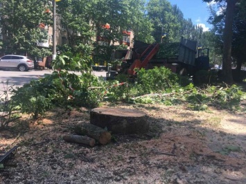 В центре города очередное дерево пошло под снос