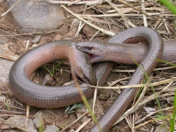 В Чернобыльском заповеднике показали существо, которое выглядит как змея, но к змеям не относится