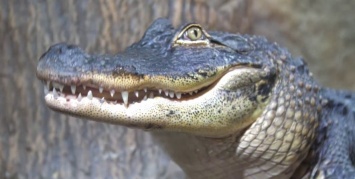70 рептилий на свободе: в Ялте затопило крокодиляриум, - СМИ (видео)