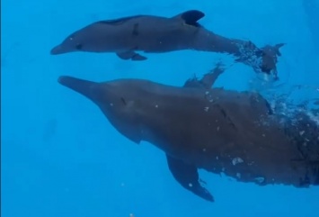В харьковском дельфинарии родился малыш