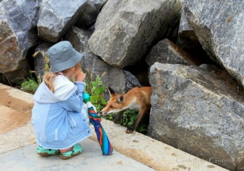 Совсем ручные: на пляже под Одессой поселились лисы