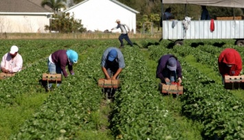 Украинские трудовые мигранты больше всего хотят работать в Германии и Польше