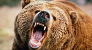 Медведь напал на группу туристов России, один человек погиб, двое ранены