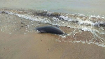 Мертвые дельфины гниют под солнцем на побережье Крыма (ФОТО)