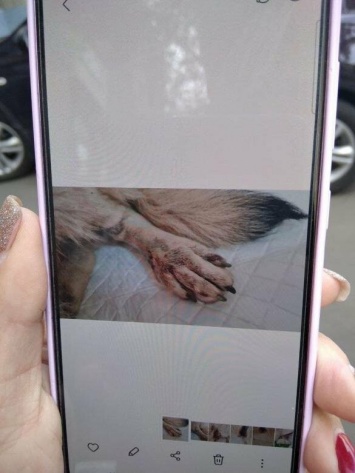 В Мариуполе водителя оштрафуют за сбитую собаку, - ФОТО