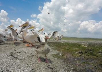 Серый гусь прижился в стае розовых пеликанов в бессарабском заповеднике