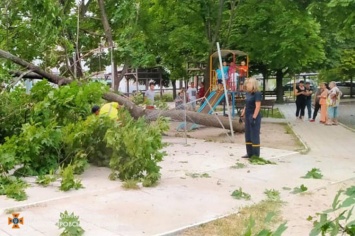 В Днепре на детскую площадку рухнуло дерево (ФОТО)
