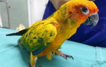 Таиландский попугай проглотил бриллиантвое ожерелье
