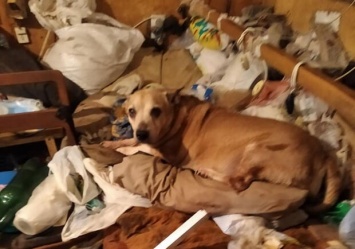 Чем все закончилось: в Запорожье собака осталась в закрытой квартире после смерти хозяина