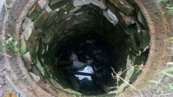 В Кривом Роге, спасая щенка, мужчина застрял в выгребной яме