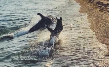 Где в Крыму можно увидеть дельфинов?