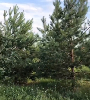 На Днепропетровщине мужчина подарил лес своей дочери