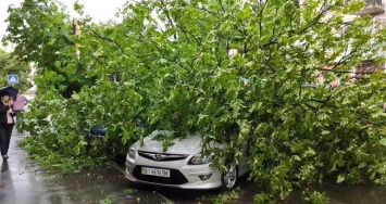 Непогода в Полтаве: крупные деревья упали на машины