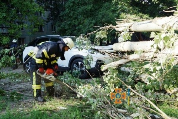 Упавшие на авто деревья и затопленные подвалы: как в Запорожье ликвидируют последствия непогоды, - ФОТО