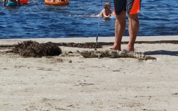 На пляже Скадовска мужчина зарабатывает деньги на крокодиле с заклеенной скотчем пастью