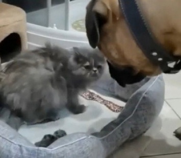 «Мать, корми детей»: пес заставил кошку вернуться в лежанку с котятами