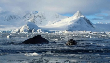 В Антарктиде подтвердили новый температурный рекорд - более +18°