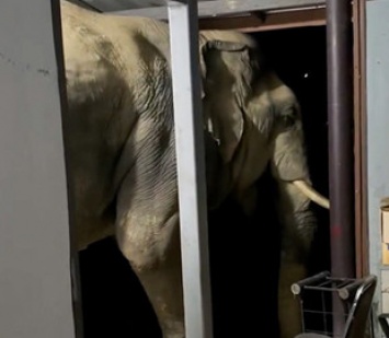 Голодный слон, разгромивший дом в Таиланде, снова в поисках еды - теперь он отбирает ее у котов