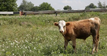 В Харьковской области выросло производство молока и мяса
