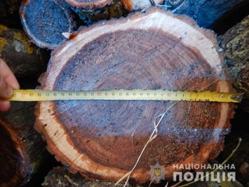 И снова Вознесенск. Туда водитель без документов вез спиленные деревья без документов (ФОТО)
