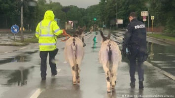 Немецким полицейским пришлось иметь дело с настоящими ослами (фото)