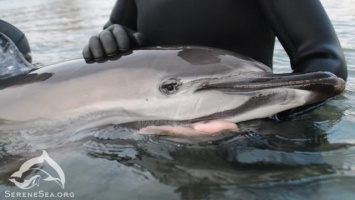 У берегов Крыма фиксируют рост дельфинят-сирот
