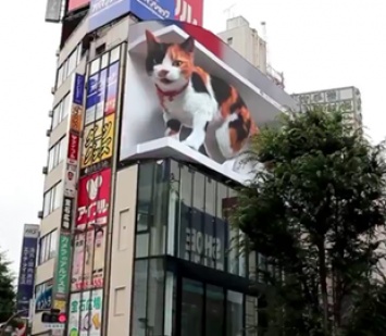 В Токио установили билборд с огромным мяукающим 3D-котом