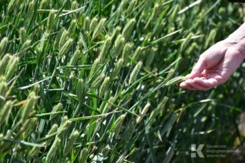 Аграрии Крыма получили почти миллиард рублей господдержки за полгода