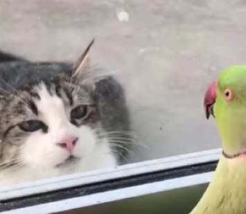 Попугай сыграл с уличным котом в прятки